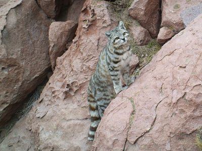 Gato andino Explora Conservation Reserve