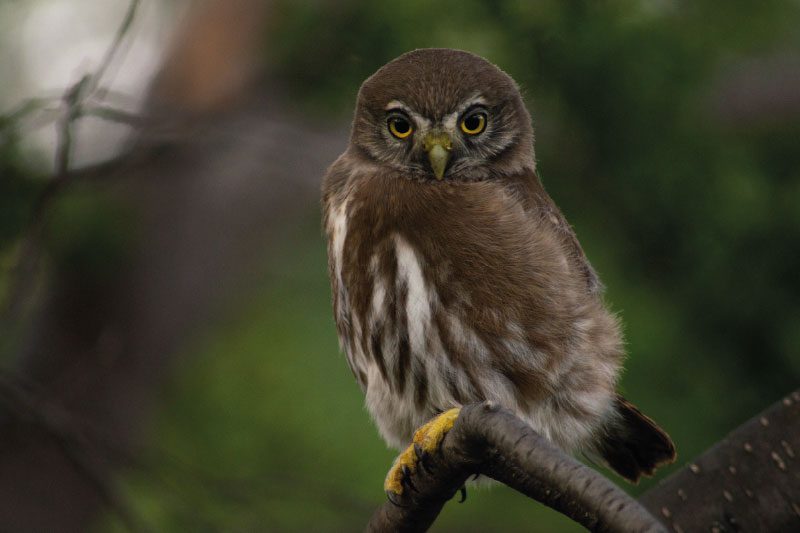 Aves Patagónicas