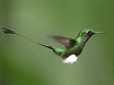 sacred-valley-of-the-incas-a-hummingbird-paradise