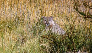 Los Pumas