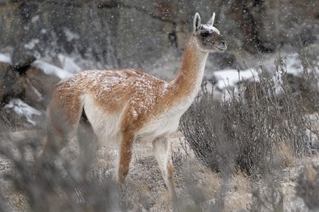 Patagonien im winter