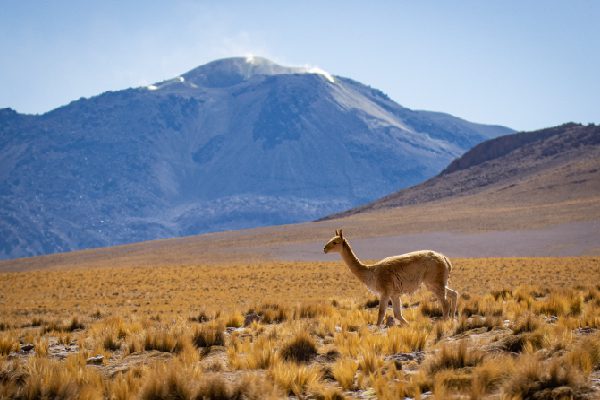 http://san%20pedro%20de%20atacama