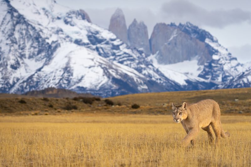 Puma Encounters