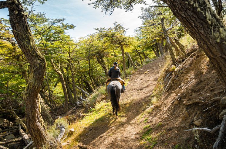 Horseback riding through the forests of El Calafate, Argentine Patagonia