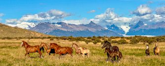 Horses in Calafate