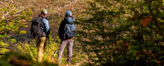 Patagonian Forest.