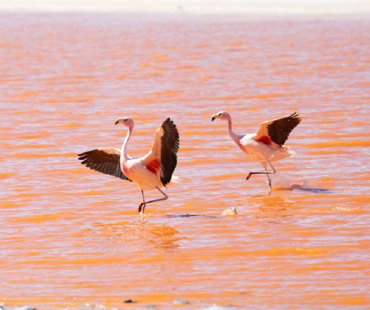 Two flamingos standing in shallow, pink-toned water with wings partially spread.