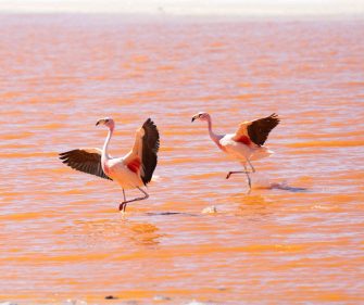 Two flamingos standing in shallow, pink-toned water with wings partially spread.
