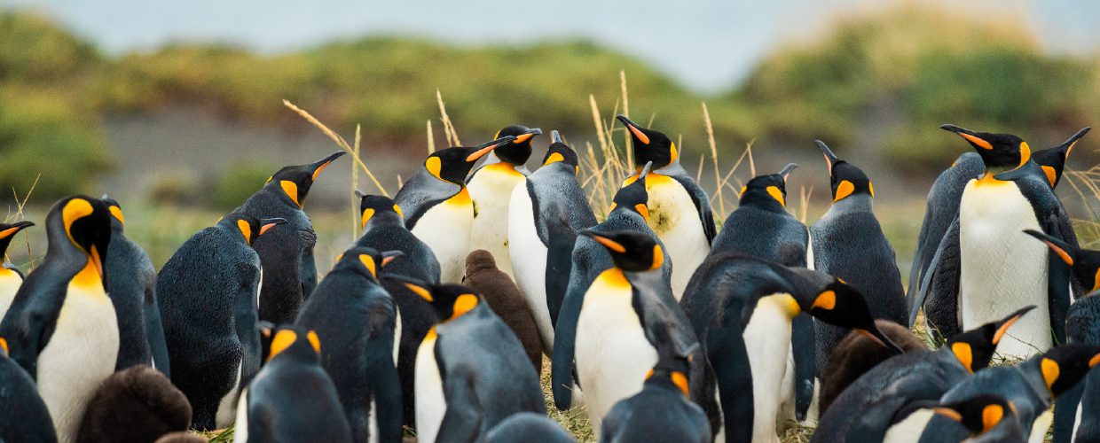 http://A%20large%20group%20of%20king%20penguins%20standing%20together%20on%20land.