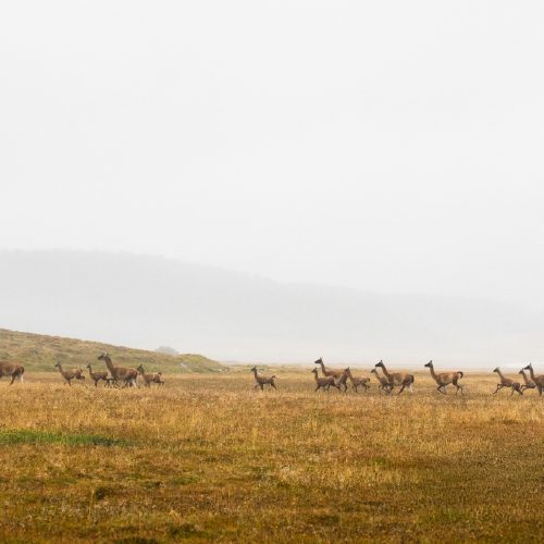 http://A%20herd%20of%20wild%20guanacos%20running%20across%20an%20open%20grassland.