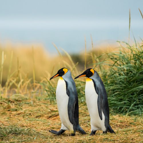 Pareja de Pingüinos Rey en Tierra del Fuego, Chile