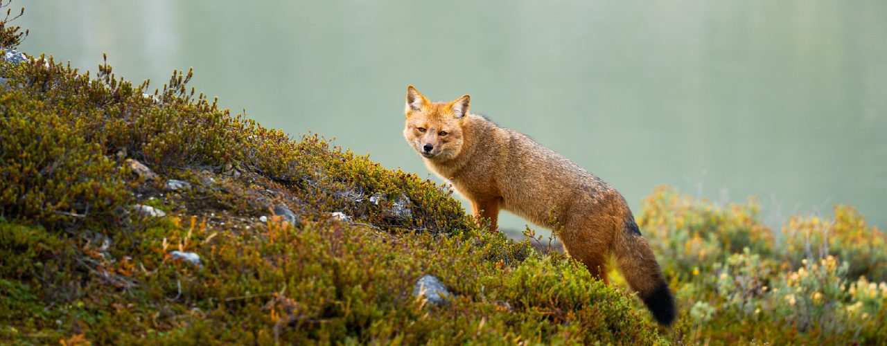 http://A%20fox%20stands%20on%20a%20grassy,%20moss-covered%20slope,%20looking%20toward%20the%20camera,%20with%20a%20soft,%20pale%20green%20background%20behind%20it.