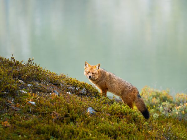 http://A%20fox%20stands%20on%20a%20grassy,%20moss-covered%20slope,%20looking%20toward%20the%20camera,%20with%20a%20soft,%20pale%20green%20background%20behind%20it.