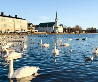 Whooper swans on Tjörnin pond in central Reykjavík, Iceland, with historic buildings and church in the background