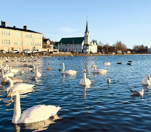 Whooper swans on Tjörnin pond in central Reykjavík, Iceland, with historic buildings and church in the background